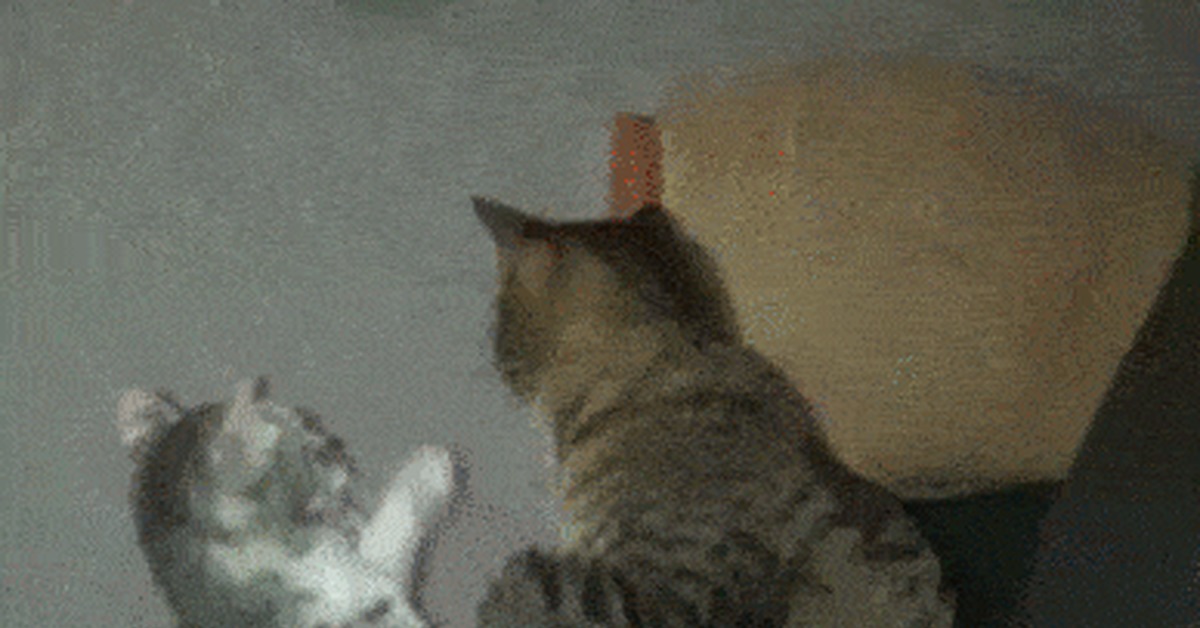 King of the Hill - My, cat, Fight, GIF