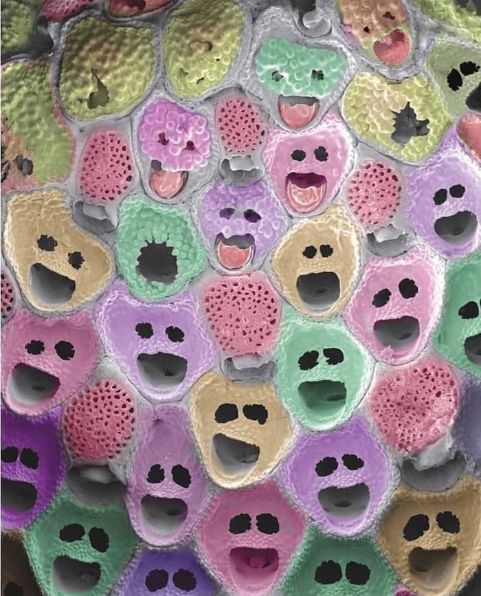 1596808965148634048 Как выглядит трава под микроскопом