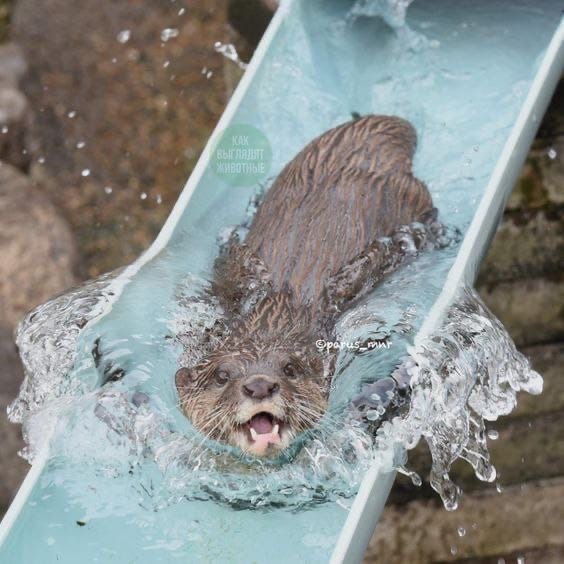 Otters beat the heat by riding water slides - Otter, Heat, Water, Longpost