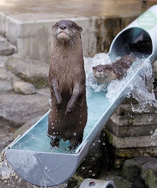 Otters beat the heat by riding water slides - Otter, Heat, Water, Longpost