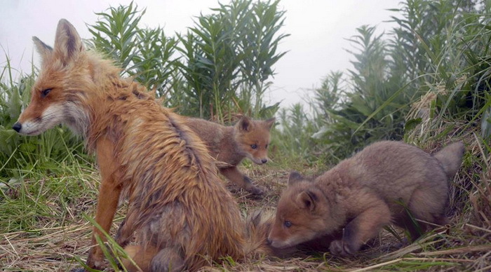 The Story of the Wind and Penelope - Fox, Reserves and sanctuaries, Movies, Nature, Interesting, Longpost, Family, Kamchatka, Fox cubs