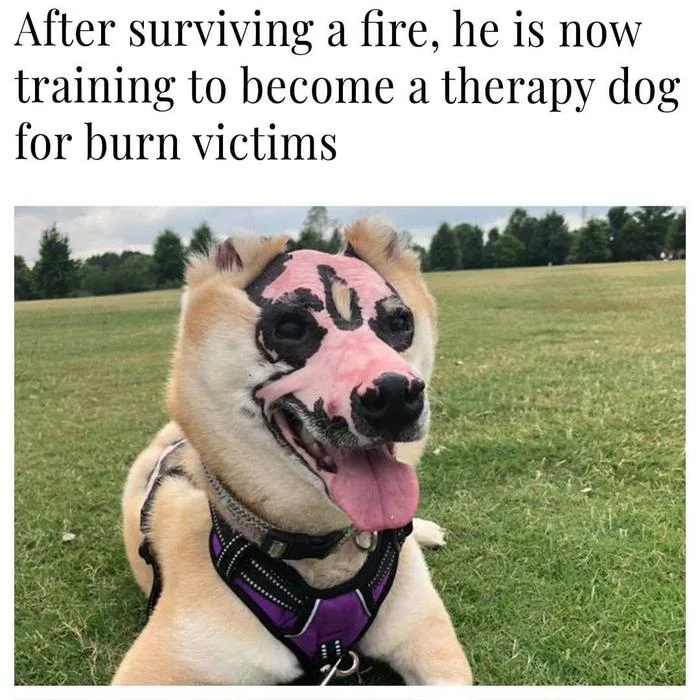 After surviving a fire, he is now being trained to become a therapy dog ??for burn victims! - Dog, Shiba Inu, Burn, Head, Fire, Recovery, Example, Picture with text