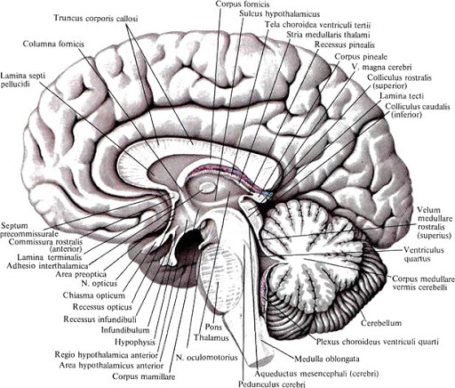 Does the human brain work at 10% capacity? Is the myth still alive? - My, Brain, Myths, Longpost, Indignation, GIF, Biology