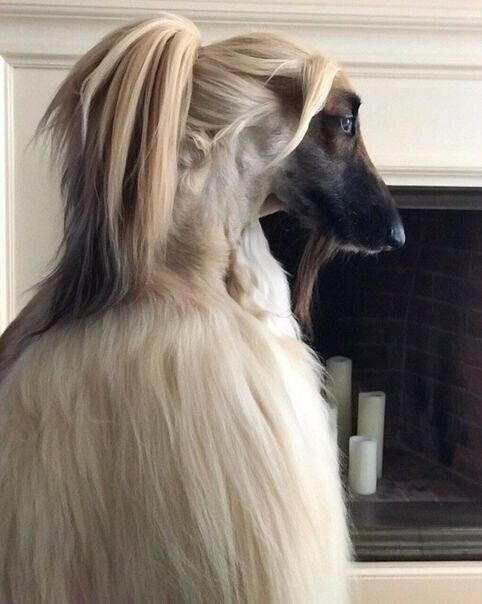 Incredibly stylish dog - Dog, Hair, Lord of the Rings, Longpost