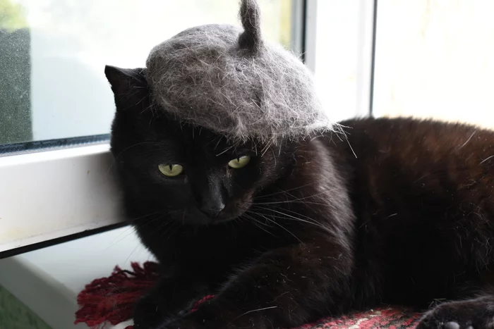 When you are French at heart - My, cat, Black cat, Wool, Cap