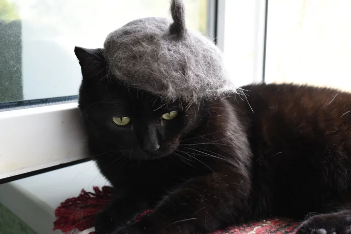 When you're French at heart - My, cat, Black cat, Wool, Cap