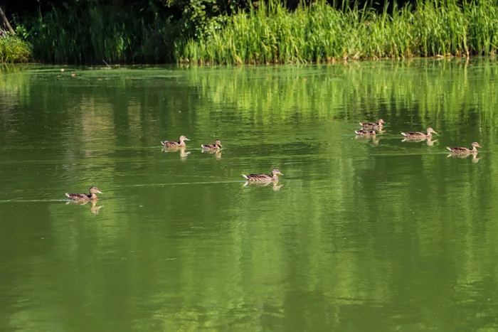 Summer - My, The photo, Nature, Landscape, Canon 800D, Duck, Lake, Longpost