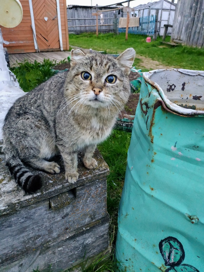 Деревенщина