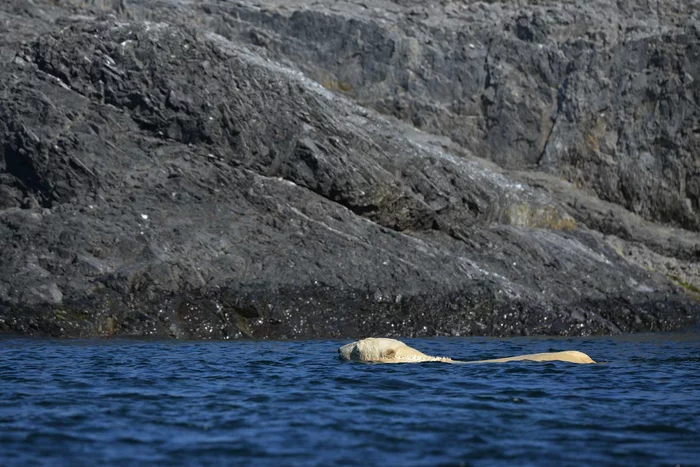 Summer swim... - The Bears, Polar bear, Swimming, New earth, Arctic, The national geographic, The photo