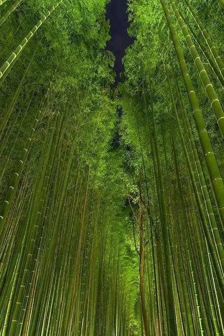 Bamboo forest in Japan - Bamboo, Forest, Japan, The photo, Perspective