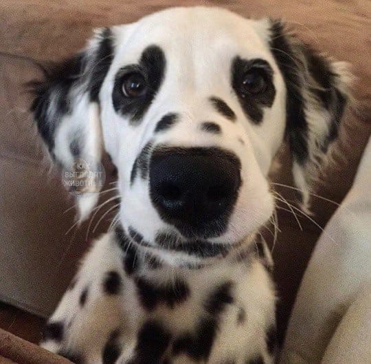 This is Charlie and he has heart eyes - Dog, Color, Longpost