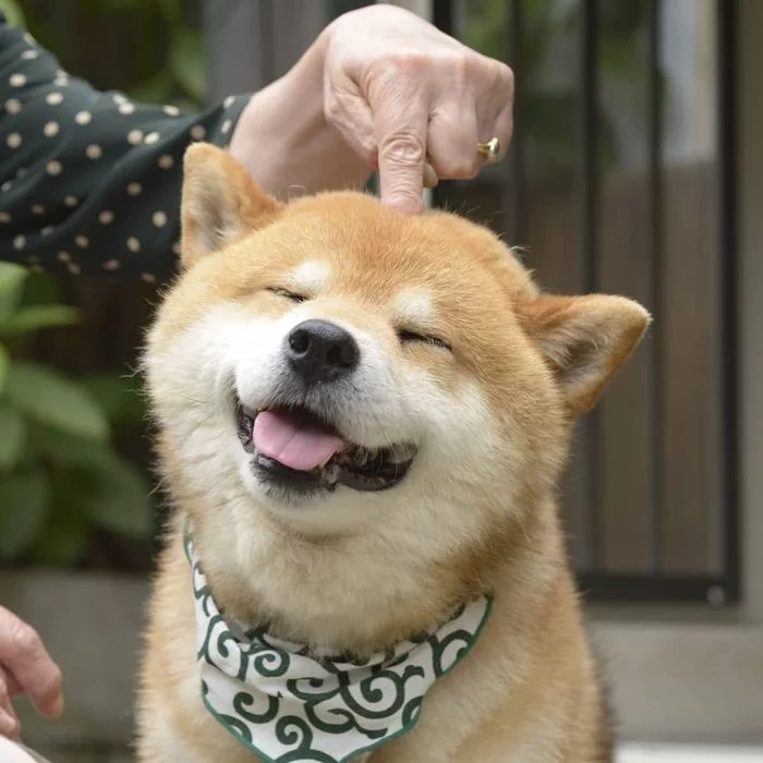 Click to activate smile - Shiba Inu, Smile, Dog