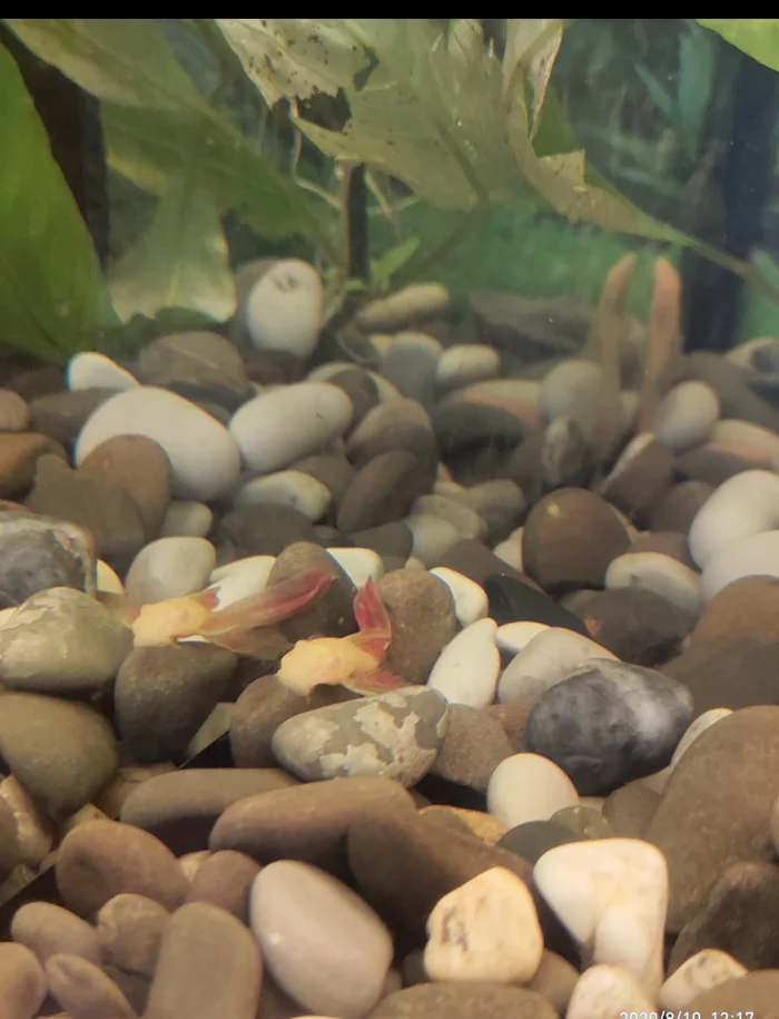 Catfish urgently need help! - My, Aquarium, Aquarium fish, Catfish, Longpost, Help, Ichthyology, Veterinary