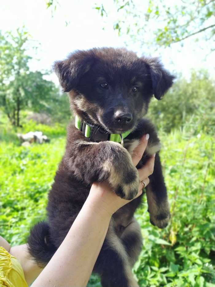 Moscow and region Puppies 2 months looking for a home - My, No rating, Puppies, Dog, Stupino, Moscow, Pet, In good hands, Milota, Longpost, Pets