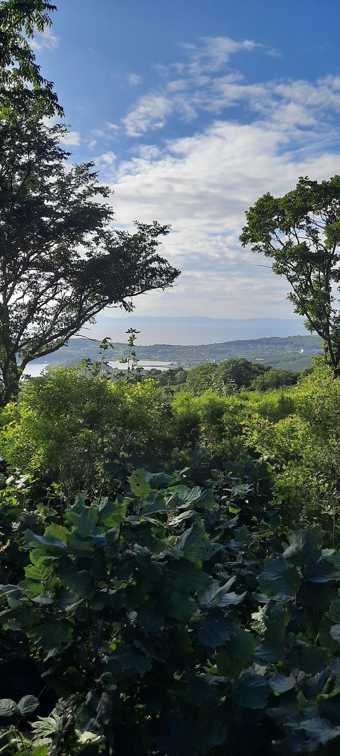 �����������, ���������� ����