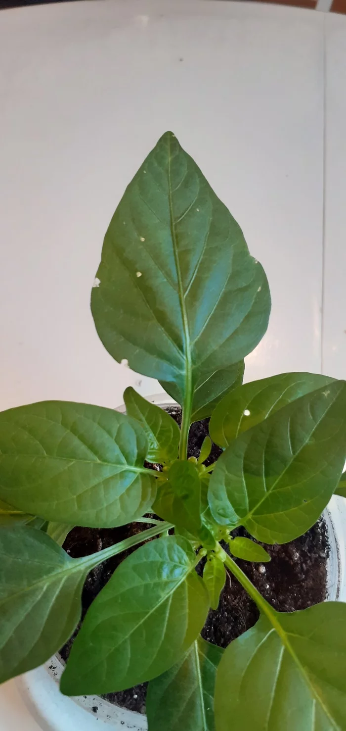 SOS!!!HELP!!! Help identify the pest - My, Pests, Disease, Pepper, Longpost