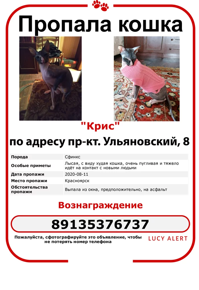 Lost Sphynx cat in KRASNOYARSK! - My, cat, Krasnoyarsk, Animals, Sphinx, Help me find, No rating, Lost cat