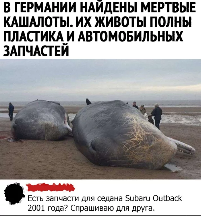 Unsuccessful bite - Whale, Sperm whale, Black humor, Picture with text, Comments, Spare parts, Germany