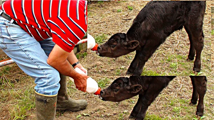 Let's figure out why we couldn't make money fattening bulls and the profit for the year was only 500 rubles - My, Farmer, Сельское хозяйство, Fattening of bulls, Products, Longpost