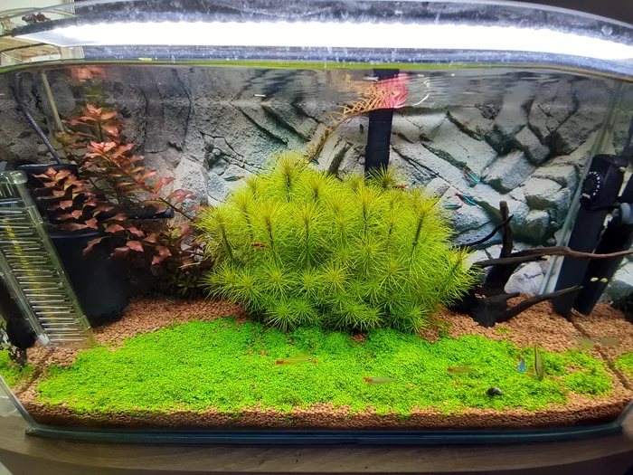 Aquarium 2 months later - My, Aquarium, Ground cover, Longpost