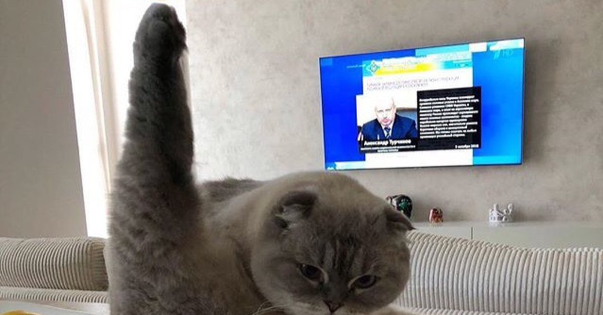 Хоба кот мем