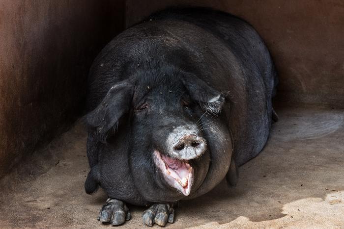 Вьетнамские вислобрюхие свиньи: секреты породы