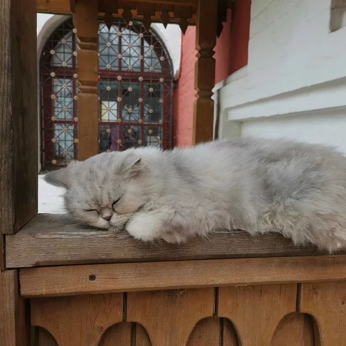 Buddhist cats - Poems, Buddhists, Monastery, Milota, cat, My