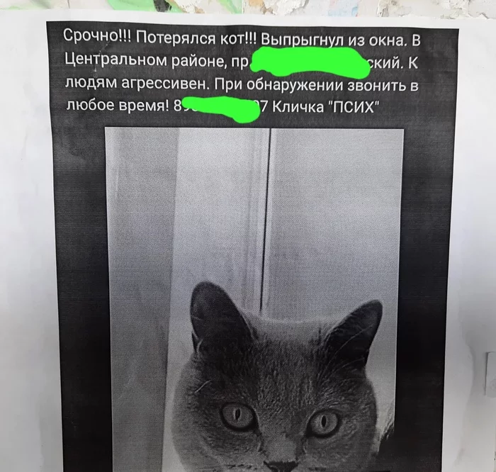 Что - то прям перехотелось на улицу идти... - Кот, Объявление, Потерялся кот, Агрессия