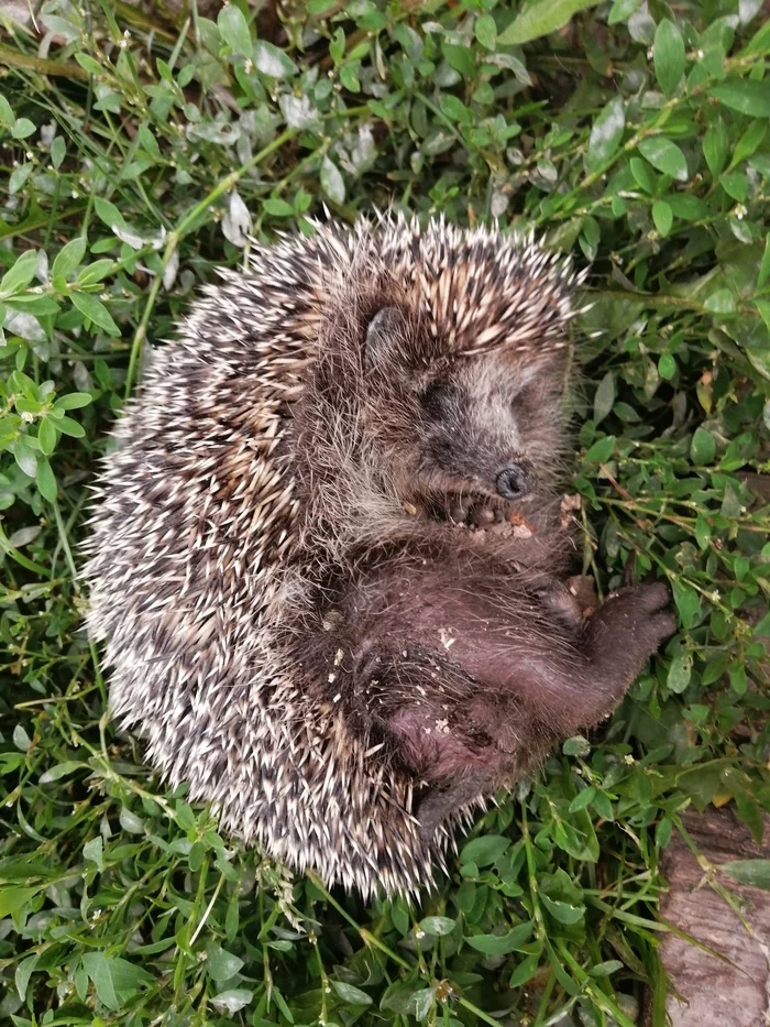 Emergency help for a hedgehog! - My, Animals, Help, Hedgehog, Veterinary