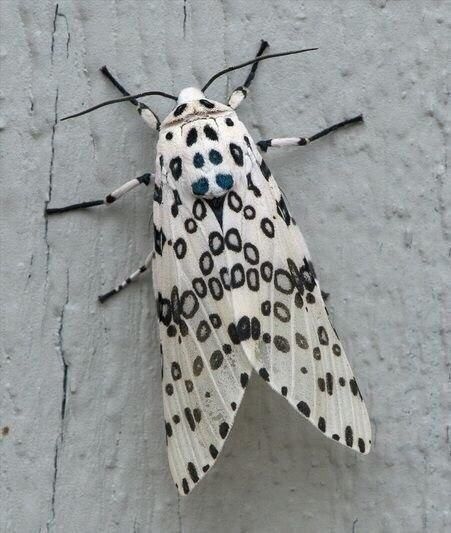 Created by nature - The photo, Butterfly, Patterns, Nature, beauty, Longpost