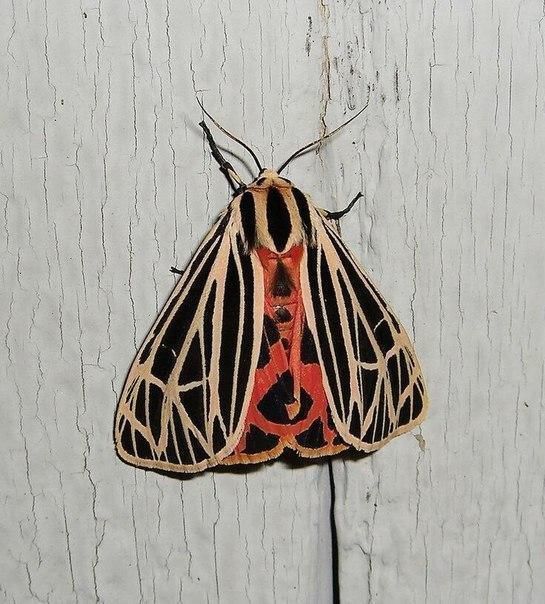 Created by nature - The photo, Butterfly, Patterns, Nature, beauty, Longpost