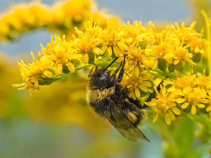 Frozen bumblebee on goldenrod - My, Macro, Macro photography, Bumblebee, Olympus