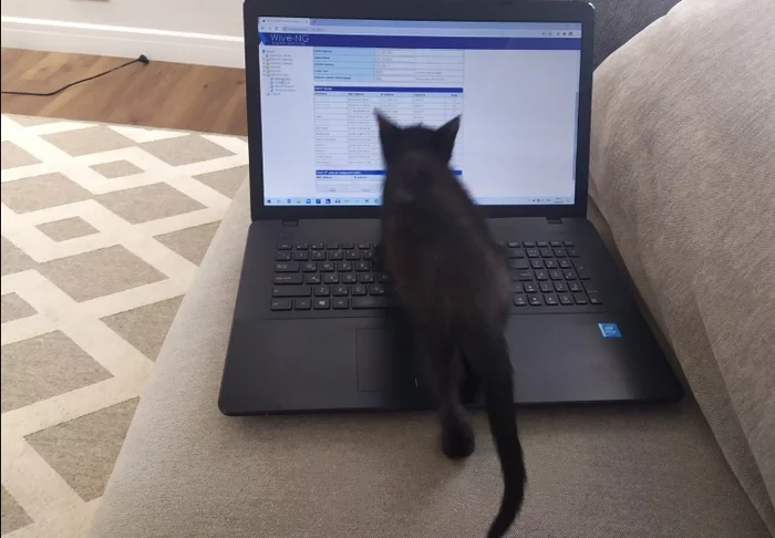 IT guy's cat - My, cat, IT, Notebook