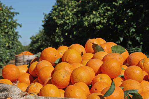 How much do orange pickers earn in Spain? - Spain, Work abroad, Schengen, Europe, European Union, Longpost