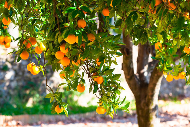 How much do orange pickers earn in Spain? - Spain, Work abroad, Schengen, Europe, European Union, Longpost