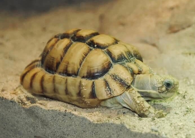 Египетские черепахи стали домашними животными Морские черепахи, Домашние животные, Длиннопост