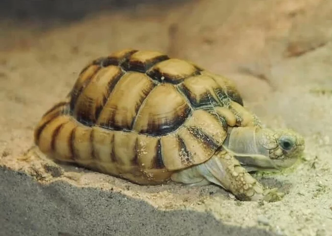 Egyptian tortoises have become pets - My, Sea turtles, Pets, Longpost