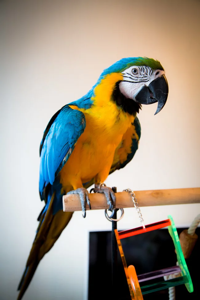 On the topic of keeping parrots at home - My, A parrot, Repair, Longpost