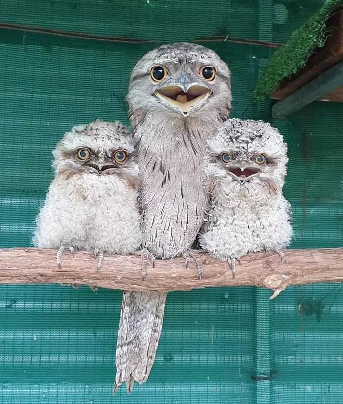 Positive birds. Although the right one is apparently a little... - Birds, Chick, Smoky frog, Positive