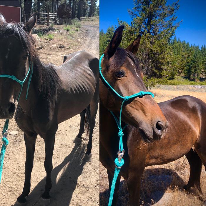 How Asteria was transformed in the hands of a new owner! - Horses, It Was-It Was, Before and after, Pets, Then and now, Improvements, Clearly