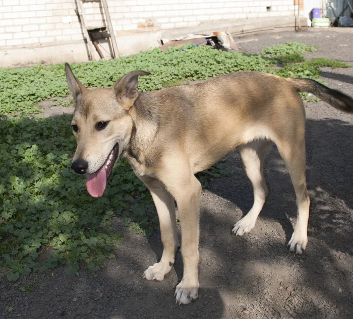 A dog that just goes unnoticed... Fantastic Fanta - My, No rating, Dog, In good hands, Animal shelter, Longpost, Zheleznogorsk, Kursk region