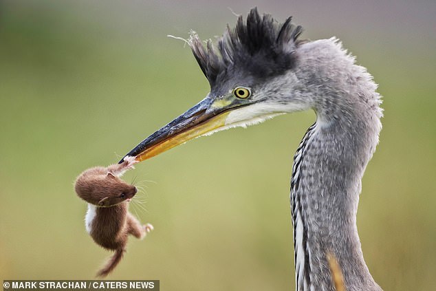 Escape of the weasel from the heron - Weasel, The photo, Longpost, Heron, Beak, Close-up, Birds, Animals