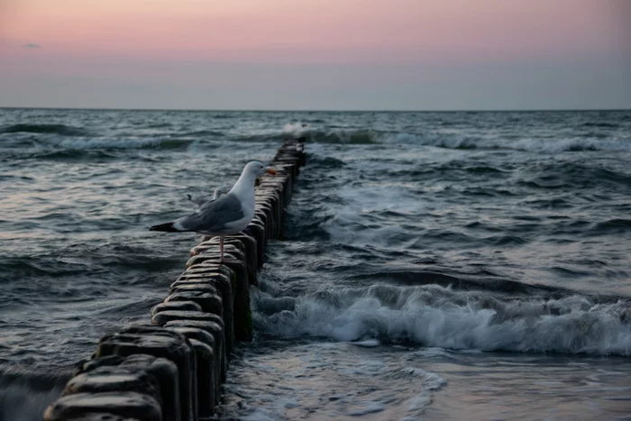 Вечерняя Балтика - Моё, Балтийское море, Чайки, Nikon d5300, Фотография, Вечер, Птицы