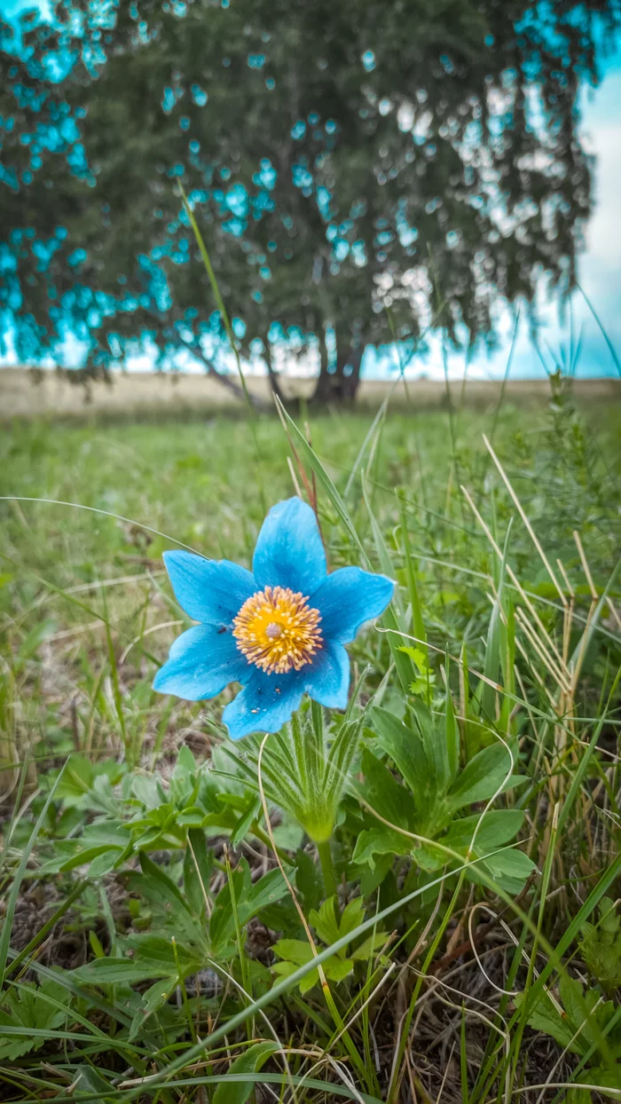 Saffron - My, Saffron, Nature, Bashkortostan