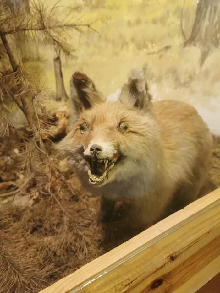 Boo! - My, Scarecrow, Fox, Museum, Museum of Local Lore, Humor, Taxidermy