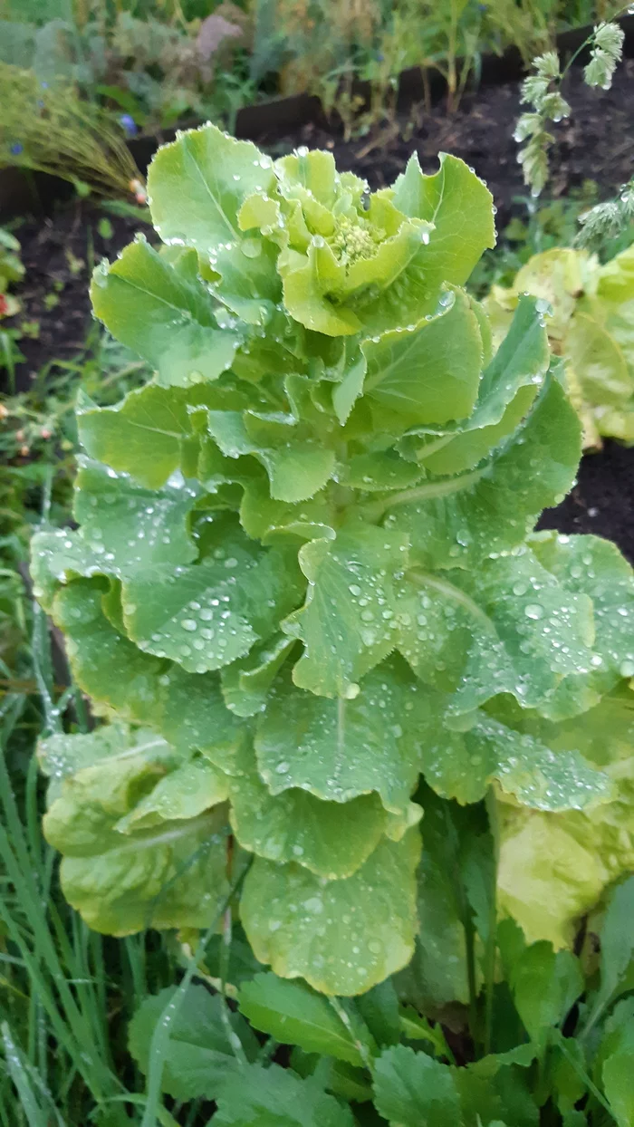 After the August rain - My, Mobile photography, Water drop, Longpost