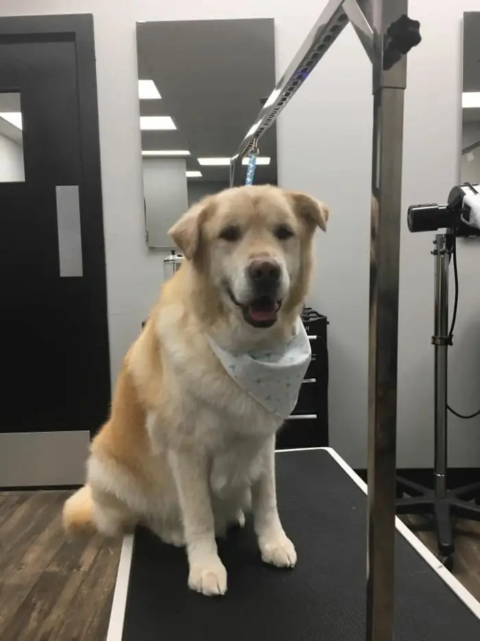 The story of the rescue of a fat retriever named Kai - Dog, Golden retriever, Fullness, Slimming, Luck, Longpost