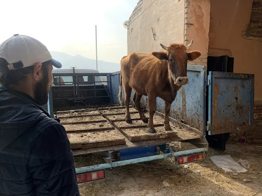 A penalty area for cows has opened in Dagestan - Cow, Dagestan, Parking fine, Fine