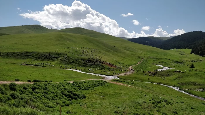 Serenity. Assy plateau (near Almaty) - My, The photo, Nature, Rams, Plateau, Almaty