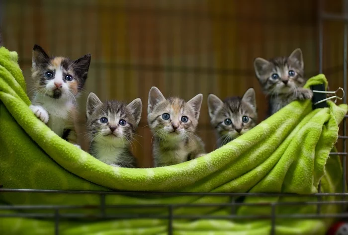 Bouquet of kittens from the Priozersky shelter - My, In good hands, No rating, Kittens, Longpost, Saint Petersburg, cat